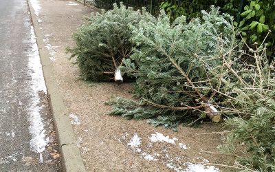 HIGHWAY DEPT. WILL BE PICKING UP CHRISTMAS TREES DURING JANUARY