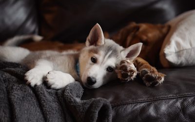 RABIES CLINIC @ BC HUMANE SOCIETY:  9/23/25 – 5:30 p.m. to 7 p.m.