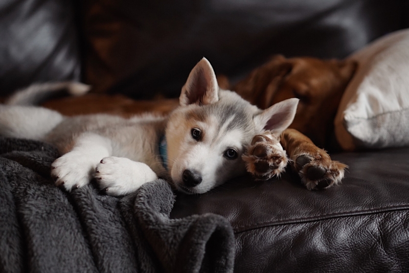 RABIES CLINIC @ BC HUMANE SOCIETY:  9/23/25 – 5:30 p.m. to 7 p.m.