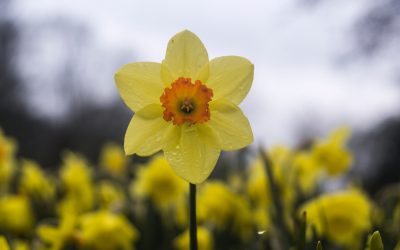 “SPRING FORWARD” on Sun., 3/8/26