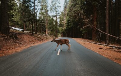 HUNTING & TRAPPING LICENSES ARE NOW ON SALE IN THE  CLERK’S OFFICE