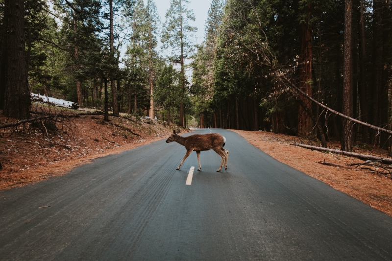 HUNTING & TRAPPING LICENSES GO ON SALE ON FRIDAY, AUGUST 1, 2025