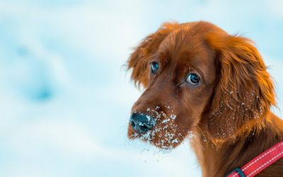 REMINDER OF “DOG SHELTER LAW”: Please protect your pets during this stretch of cold weather.