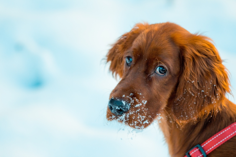 REMINDER OF “DOG SHELTER LAW”:  Please protect your pets during this stretch of cold weather.