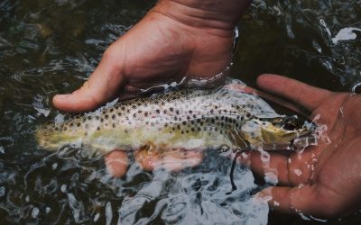 NEW YORK STATE OFFERS “FREE FISHING WEEKEND” THIS WEEKEND:  6/27 & 6/28/26