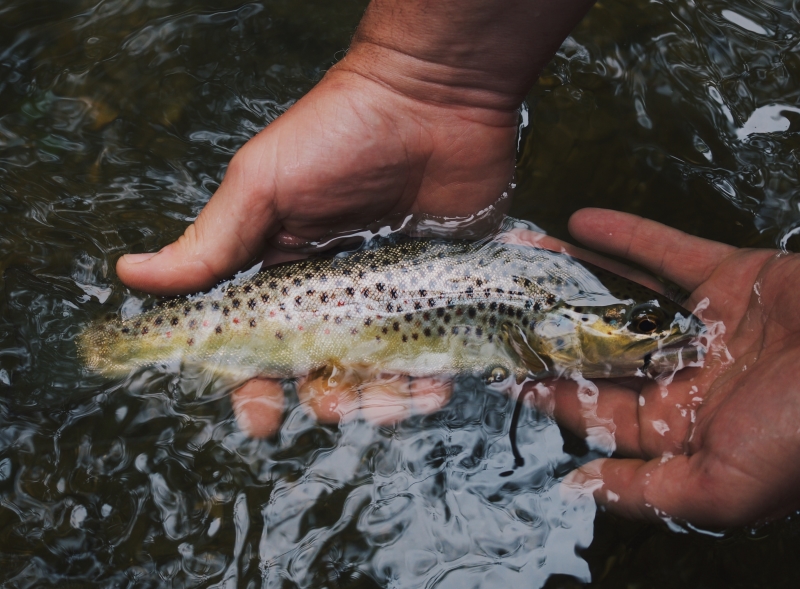 NEW YORK STATE OFFERS “FREE FISHING WEEKEND” THIS WEEKEND:  6/27 & 6/28/26