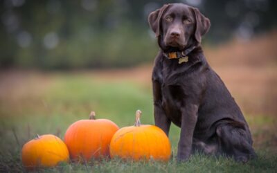 RABIES CLINIC @ BC HUMANE SOCIETY:  9/23/25 – 5:30 p.m. to 7 p.m.