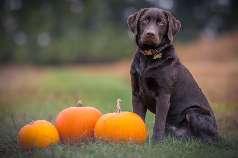 RABIES CLINIC @ BC HUMANE SOCIETY:  9/23/25 – 5:30 p.m. to 7 p.m.