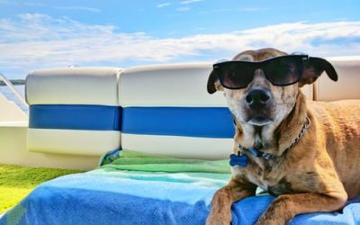 RABIES CLINIC @ BC HUMANE SOCIETY: 7/21/26 – 5:30 p.m. to 7 p.m.