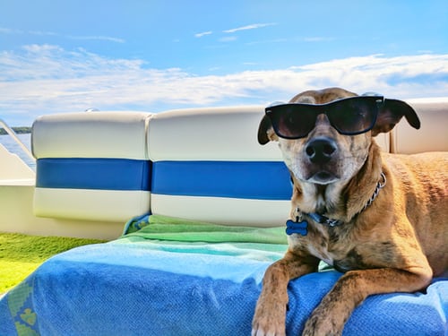 RABIES CLINIC @ BC HUMANE SOCIETY:  7/21/26 – 5:30 p.m. to 7 p.m.