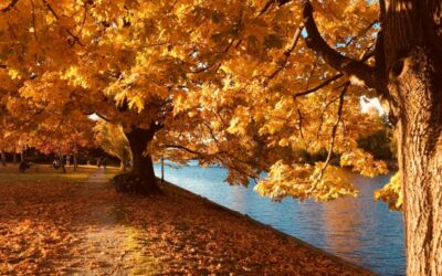 TOWN TALK NEWSLETTER – Fall 2026
