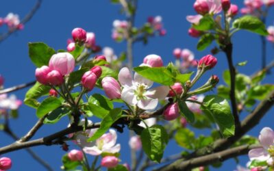 TOWN TALK NEWSLETTER – Spring 2026