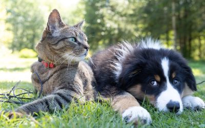 RABIES CLINIC @ BC HUMANE SOCIETY:  8/5/25 – 5:30 p.m. to 7 p.m.