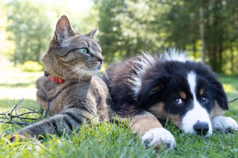 RABIES CLINIC @ BC HUMANE SOCIETY:  8/5/25 – 5:30 p.m. to 7 p.m.