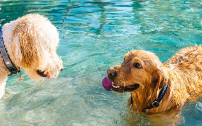 RABIES CLINIC @ BC HUMANE SOCIETY:  5/26/26 – 5:30 p.m. to 7 p.m.