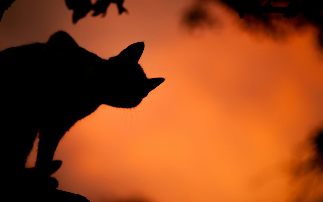 RABIES CLINIC:  Tues., 11/10/26 – 5:30 p.m. to 7 p.m.