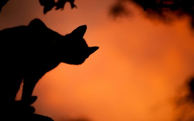 RABIES CLINIC:  Tues., 11/10/26 – 5:30 p.m. to 7 p.m.