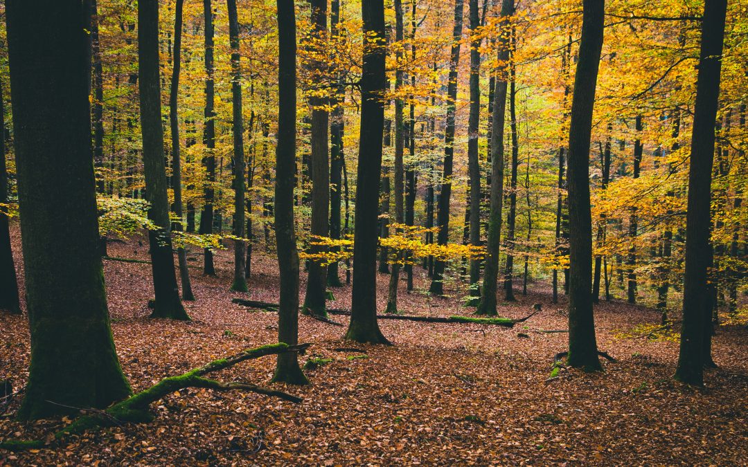 LEAF PICKUP & BRANCH PICKUP SCHEDULED:  10/14/25 TO 11/14/25