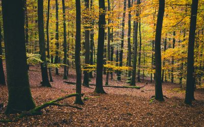 LEAF PICKUP & BRANCH PICKUP SCHEDULED:  10/14/25 TO 11/14/25